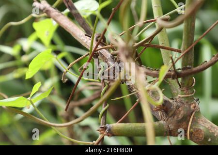 Ameisen gehen auf Baumästen Stockfoto