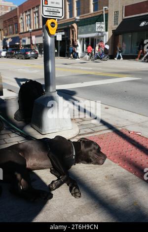 Hund schläft auf einem Bürgersteig in Ann Arbor Michigan USA Stockfoto