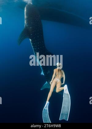 Frau schwimmt mit riesigen Walhaien im tiefblauen Ozean. Silhouette von Haien, die unter Wasser schwimmen, und Freitaucherin Stockfoto