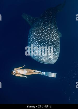 Frauen tauchen mit Walhai im tiefen Ozean. Riesenhai schwimmen unter Wasser und eine wunderschöne Dame Stockfoto