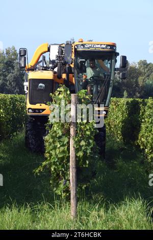 Italien, Campania, Caserta, Cellole, Azienda Vitivinicola Villa Matilde Avallone - Villa Matilde Avallone Weingut - Mechanische Traubenernte Foto © Stockfoto