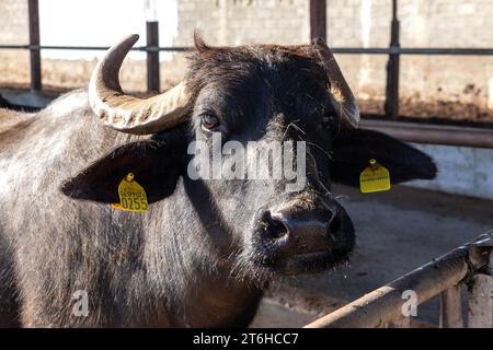 Italien, Kampanien, Caserta, Cellole, Azienda Vitivinicola Villa Matilde Avallone - Wasserbüffelzucht, deren Milch zur Herstellung von Mozzarella di verwendet wird Stockfoto