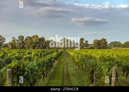 Italien, Campania, Caserta, Cellole, Azienda Vitivinicola Villa Matilde Avallone - Villa Matilde Avallone Weingut - Aglianico Piedirosso und Falanghina g Stockfoto