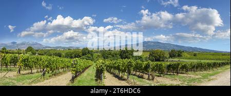 Italien, Campania, Caserta, Cellole, Azienda Vitivinicola Villa Matilde Avallone - Villa Matilde Avallone Weingut - Aglianico Piedirosso und Falanghina g Stockfoto