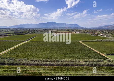 Italien, Campania, Caserta, Cellole, Azienda Vitivinicola Villa Matilde Avallone - Villa Matilde Avallone Weingut - Aglianico Piedirosso und Falanghina g Stockfoto