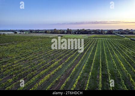 Italien, Campania, Caserta, Cellole, Azienda Vitivinicola Villa Matilde Avallone - Villa Matilde Avallone Weingut - Aglianico Piedirosso und Falanghina g Stockfoto