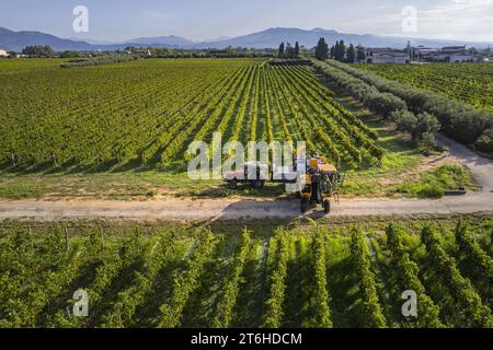 Italien, Campania, Caserta, Cellole, Azienda Vitivinicola Villa Matilde Avallone - Villa Matilde Avallone Weingut - Weinberge mit mechanischer traubenharve Stockfoto