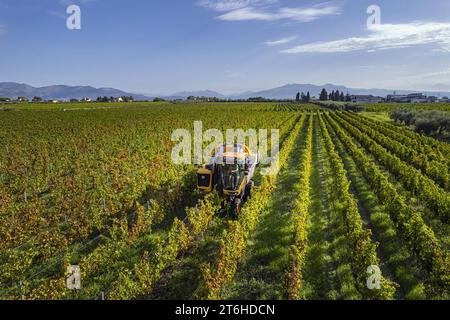 Italien, Campania, Caserta, Cellole, Azienda Vitivinicola Villa Matilde Avallone - Villa Matilde Avallone Weingut - Mechanische Traubenernte Foto © Stockfoto