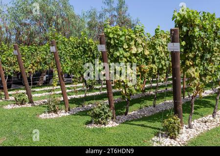 Italien, Campania, Caserta, Cellole, Azienda Vitivinicola Villa Matilde Avallone - Villa Matilde Avallone Weingut - Aglianico Piedirosso und Falanghina g Stockfoto