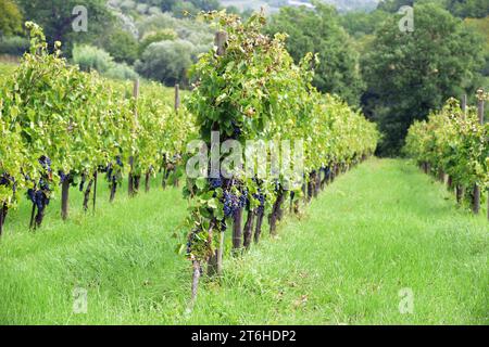 Italien, Campania, Caserta, Cellole, Azienda Vitivinicola Villa Matilde Avallone - Villa Matilde Avallone Weingut - Aglianico Piedirosso und Falanghina g Stockfoto