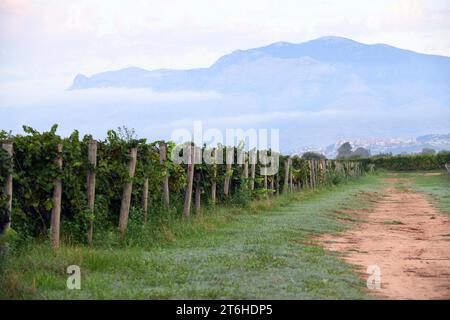 Italien, Campania, Caserta, Cellole, Azienda Vitivinicola Villa Matilde Avallone - Villa Matilde Avallone Weingut - Aglianico Piedirosso und Falanghina g Stockfoto