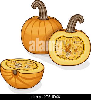 Ganze und gehackte Sugar Pie Pumpkins. Winter-Squash. Cucurbita pepo. Gemüse. Clipart. Isolierte Vektordarstellung. Stock Vektor