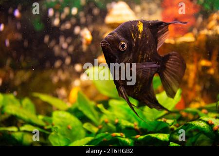 Angelfische (Pterophyllum scalare) im heimischen Süßwasseraquarium Stockfoto