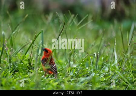 Tiefwinkelfotografie von rotem männlichem Madagaskar-Fodyvogel, der Samen aus Gras isst, Mahe Seychellen Stockfoto