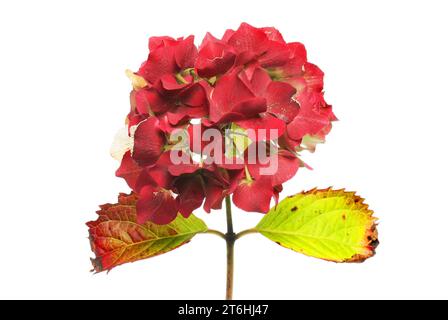 Getrocknete rote Hortensie Blüte und Laub isoliert gegen weiß Stockfoto