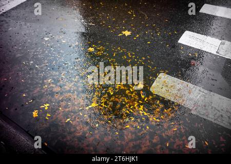 The Leaves of Autumn in Chelsea in New York am Sonntag, 29. Oktober 2023. (© Richard B. Levine) Stockfoto