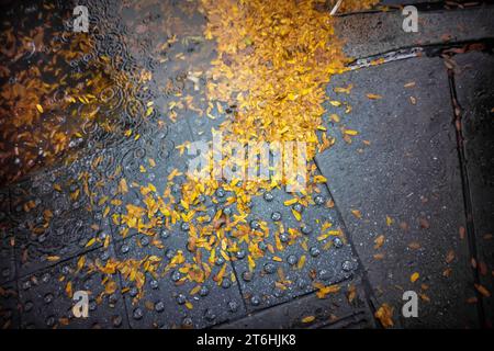 The Leaves of Autumn in Chelsea in New York am Sonntag, 29. Oktober 2023. (© Richard B. Levine) Stockfoto