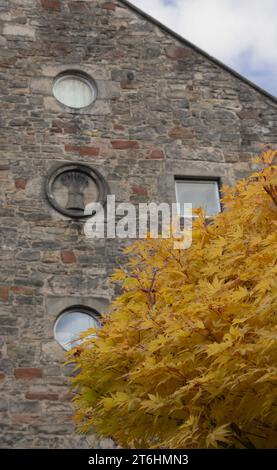 Edinburgh, Dean Village: Hellgelbes Herbstlaub vor der grauen Sandsteinmauer mit runden Fenstern und einem Wheatsheaf-Medaillon einer ehemaligen Mühle. Stockfoto