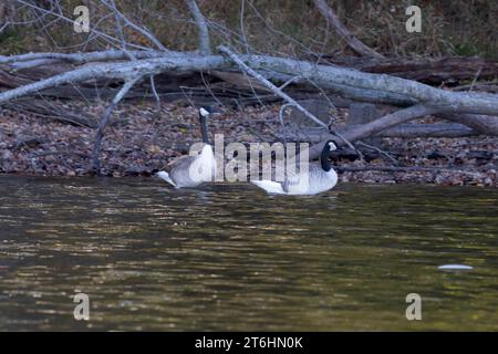 Zwei Kanadiengänse schwimmen in einem ruhigen Teich, umgeben von üppiger Vegetation mit umgestürzten Bäumen und Gras Stockfoto