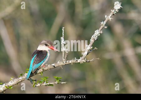 Braunhäutiger eisvogel (Halcyon albiventris) an einem Zweig, Provinz KwaZulu Natal, Südafrika Stockfoto