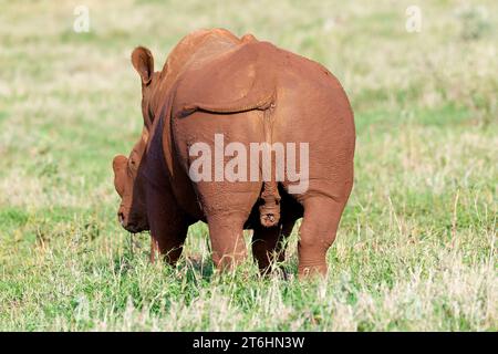 Weißes Nashorn, weißes Nashorn oder quadratisches Nashorn (Ceratotherium simum), bedeckt mit rotem Boden, Provinz KwaZulu Natal, Südafrika Stockfoto