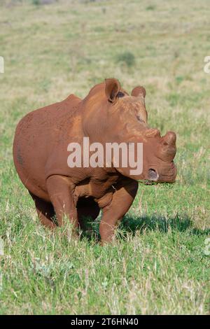 Weißes Nashorn, weißes Nashorn oder quadratisches Nashorn (Ceratotherium simum), bedeckt mit rotem Boden, Provinz KwaZulu Natal, Südafrika Stockfoto