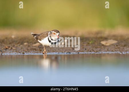 Afrikanischer Dreibändiger (Charadrius tricollaris) an einem Wasserloch in der Provinz KwaZulu Natal, Südafrika Stockfoto