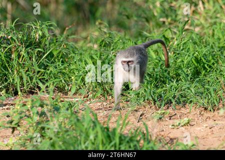 Rottieraffe (Cercopithecus aethiops) auf Gras, Provinz KwaZulu Natal, Südafrika Stockfoto
