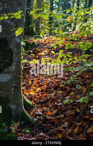 La Fageda ö´en Jorda, Buchenwald im Herbst in der Provinz Girona in Katalonien Spanien Stockfoto