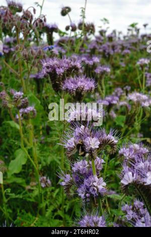 Phacelienfeld mit Hummel, Fokus im Vordergrund. Stockfoto