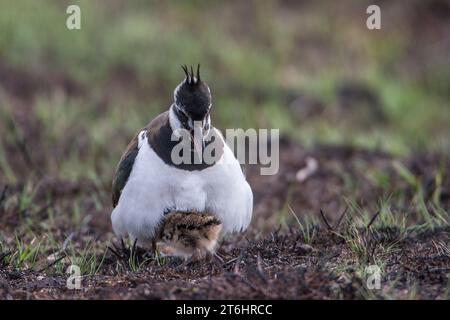 Kiebitz, Vanellus vanellus Stockfoto