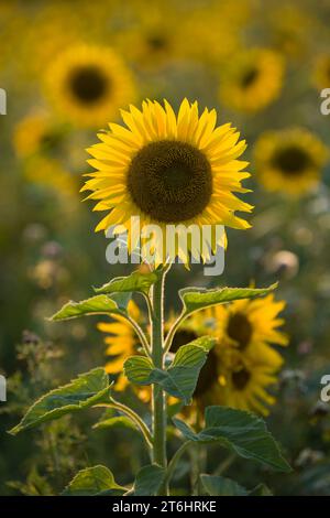 Die Blume einer Sonnenblume (Helianthus annuus) leuchtet im Gegenlicht, Abendlicht, Deutschland Stockfoto