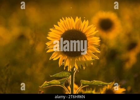 Die Blume einer Sonnenblume (Helianthus annuus) leuchtet im Gegenlicht, Abendlicht, Deutschland Stockfoto