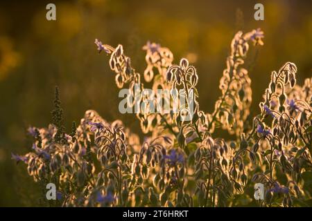 Borage (Borago officinalis) auf einem Feld, die behaarten Stiele und Blütenknospen leuchten im Hinterlicht, Abendlicht, Deutschland Stockfoto