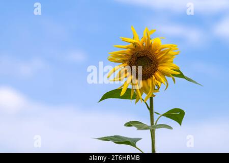 Blume einer Sonnenblume (Helianthus annuus) vor blauem Himmel, Deutschland Stockfoto