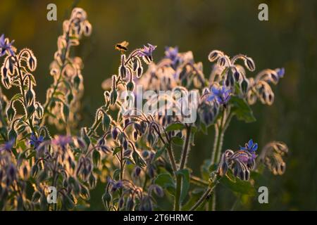 Borage (Borago officinalis) auf einem Feld, die behaarten Stiele und Blütenknospen leuchten im Hinterlicht, Abendlicht, Deutschland Stockfoto