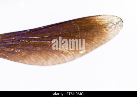 Libellenflügel, Nahaufnahme Stockfoto