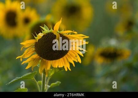 Blühende Sonnenblume (Helianthus annuus) mit geneigtem Kopf, Deutschland Stockfoto