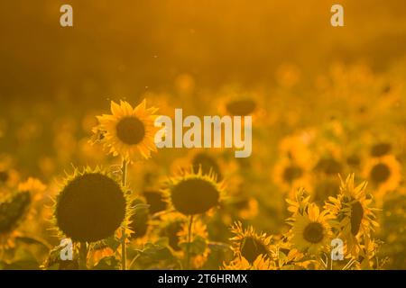 Sonnenblumen (Helianthus annuus) leuchten in der Abendsonne, Hintergrundbeleuchtung, Deutschland Stockfoto
