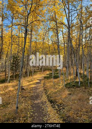 Aspen Trees in der Nähe von Aspen Colorado. Goldener Pfad durch gefallene Blätter. Stockfoto