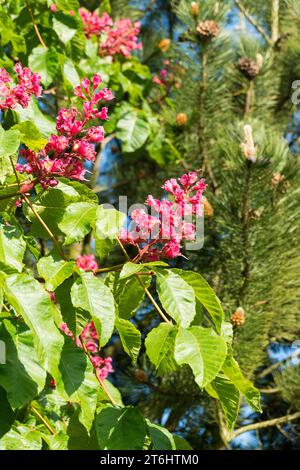 Dänemark, Fünen, Garten, rot blühender süßer Kastanienbaum Stockfoto