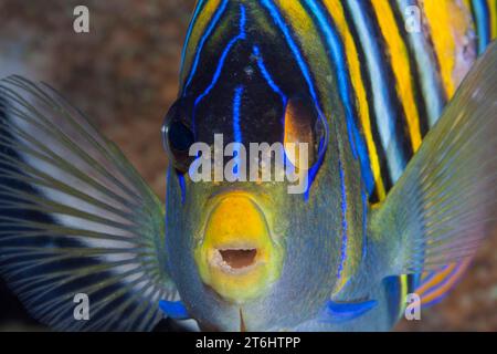 Regal Angelfish, Pygoplites diacanthus, Raja Ampat, West Papua, Indonesien Stockfoto