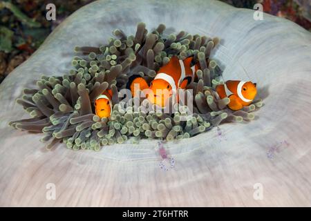 Clown Anemonefish im herrlichen Sea Anemone, Amphiprion ocellaris, Raja Ampat, West Papua, Indonesien Stockfoto