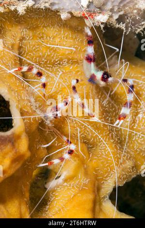 Pair of Banded Cleaner Shrimp, Stenopus hispidus, Raja Ampat, West Papua, Indonesien Stockfoto