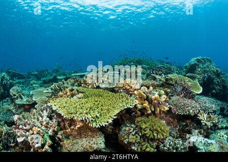 Hard Coral Reef, Raja Ampat, West Papua, Indonesien Stockfoto