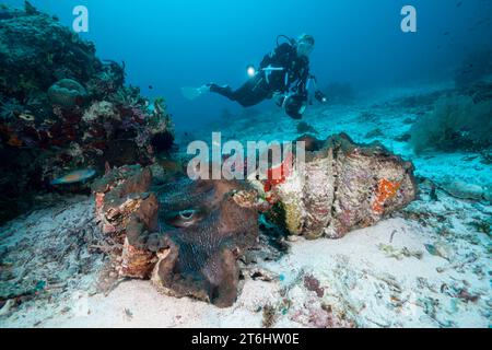 Riesenmuscheln und Taucher, Tridacna squamosa, Raja Ampat, West Papua, Indonesien Stockfoto