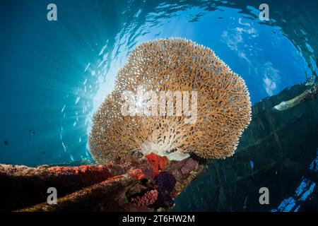 Tafelkorallen wachsen auf Jetty, Acropora sp., Raja Ampat, West Papua, Indonesien Stockfoto