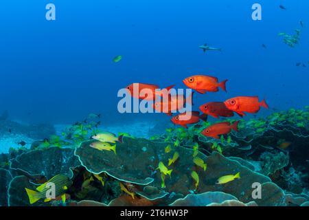 Halbmond-Tail Bigeye Priacanthus Hamrur, Raja Ampat, West Papua, Indonesien Stockfoto