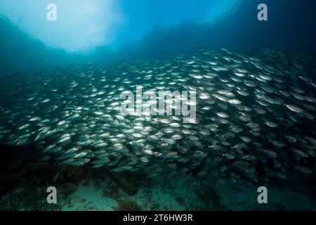 Shoal of Bigeye SCAD, Selar crumenophthalmus, Raja Ampat, West Papua, Indonesien Stockfoto