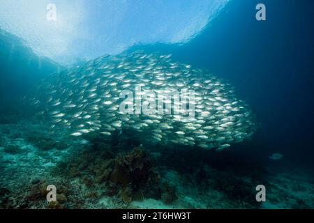 Shoal of Bigeye SCAD, Selar crumenophthalmus, Raja Ampat, West Papua, Indonesien Stockfoto